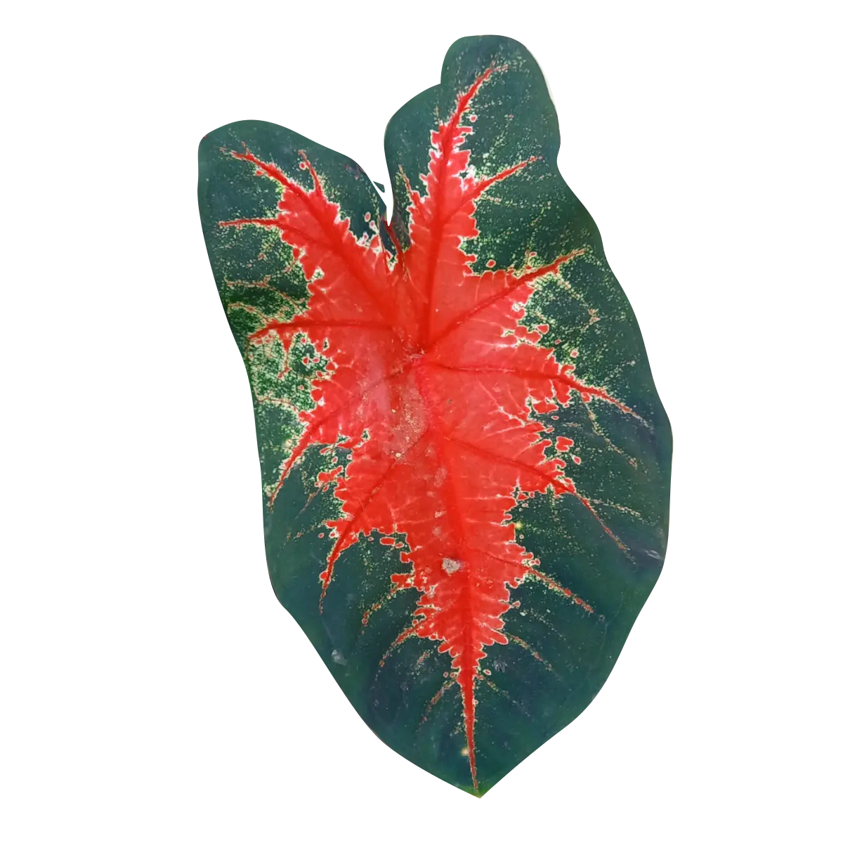 Image of a red and green taro/kalo leaf